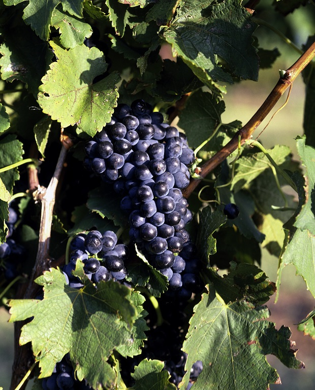 Why Syrah looks set to have a very bright future in South Africa | News ...