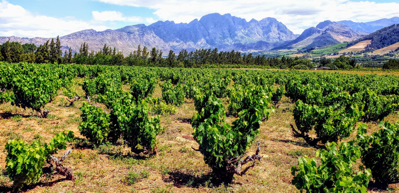 Terroir Talk: Franschhoek