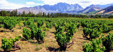 Terroir Talk: Franschhoek