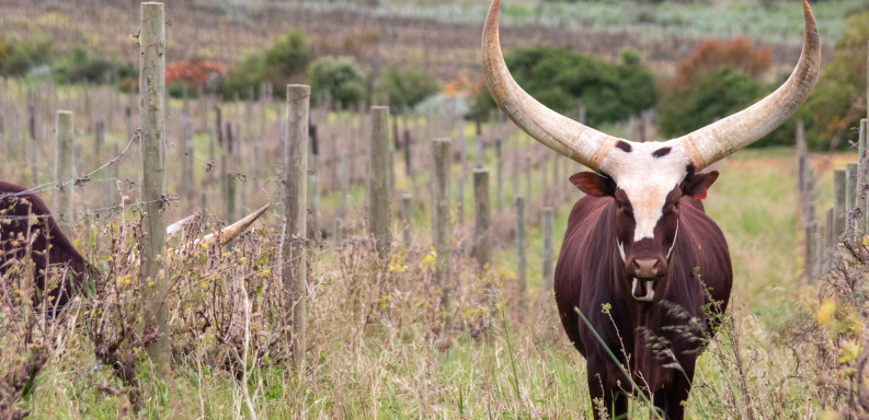 Hartenberg Estate Achieves SA’s First Regenerative Viticulture Verification